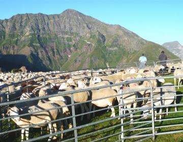 Bergers face a la Mail de Bulard